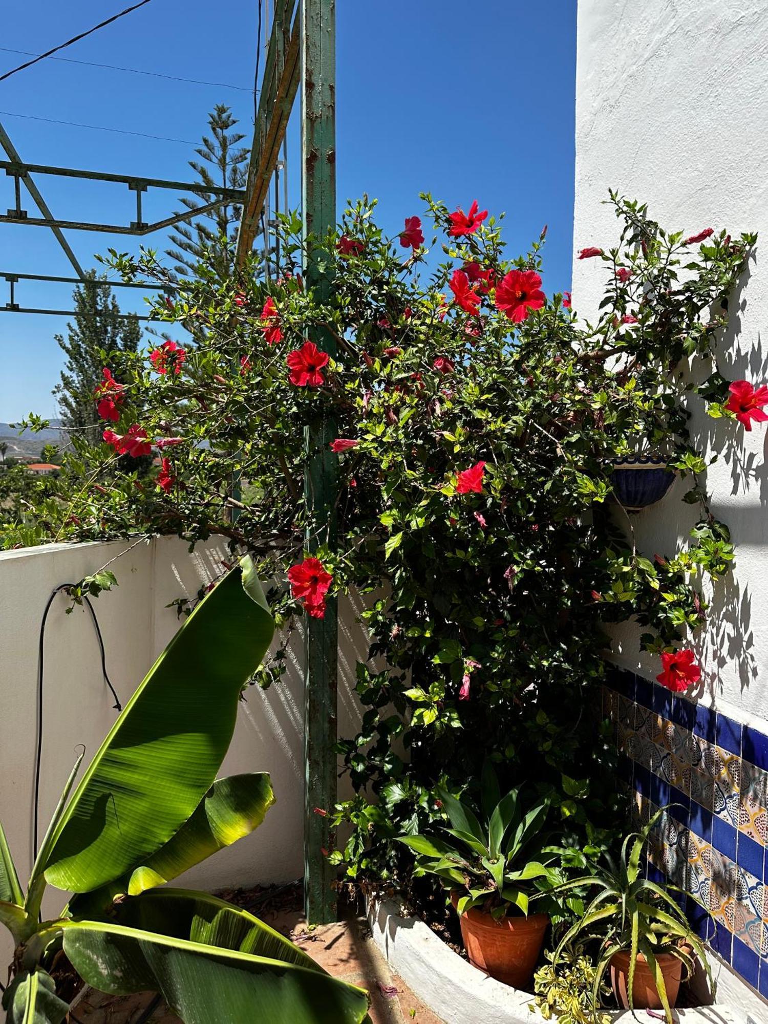 Complejo Rural Lo Arrabal Βίλα Μάλαγα Εξωτερικό φωτογραφία